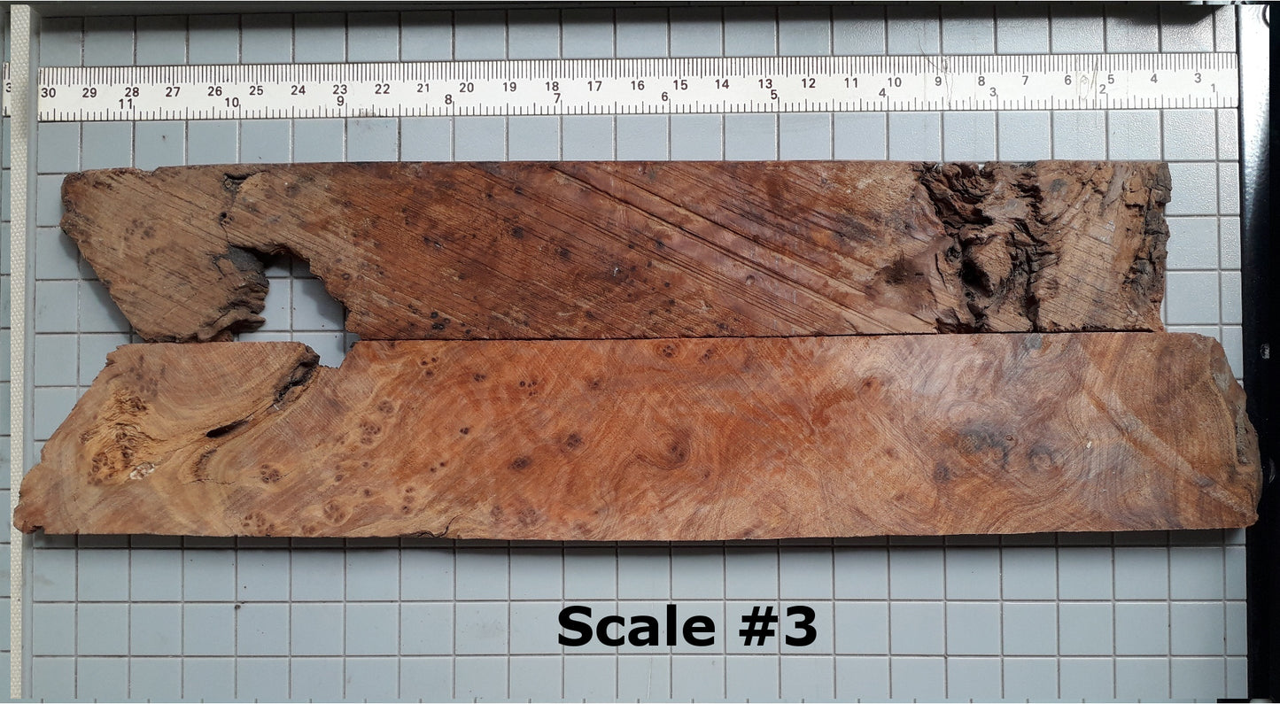 THUJA KNIFE SCALES