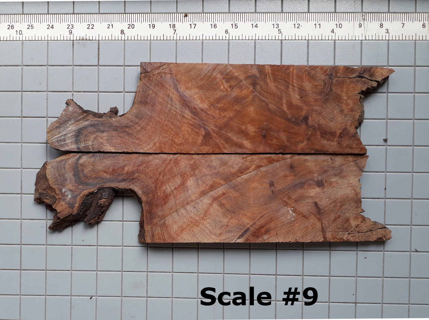 THUJA KNIFE SCALES